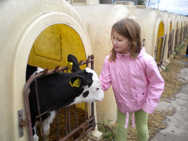 Deti za kravou 083 My a teliatka